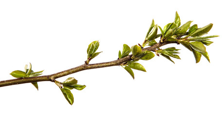 pear tree branch with small green leaves. on white background