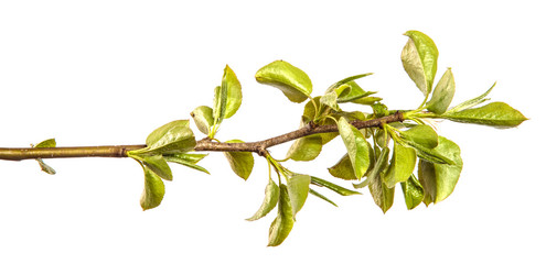 pear tree branch with small green leaves. on white background