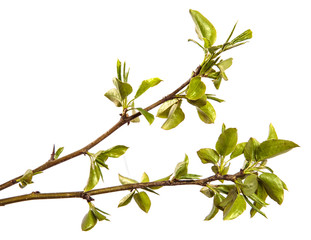 pear tree branch with small green leaves. on white background
