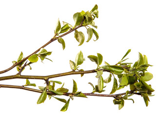 pear tree branch with small green leaves. on white background