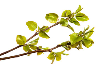 pear tree branch with small green leaves. on white background