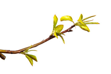 pear tree branch with small green leaves. on white background