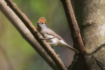 Beautiful Blackcap warbler bird sits on a grey branch on a beautiful nature background. Blackcap, warbler, shot in Europe