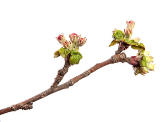 flowering branch of apple tree with flowers and leaves. on white background