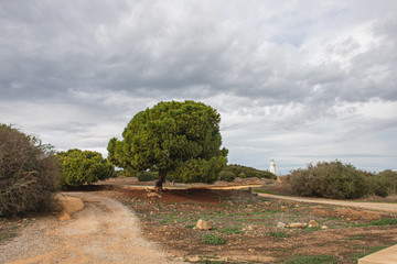 PAPHOS, CYPRUS - MARCH 31, 2020: path near green trees and ancient lighthouse