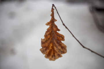 Dry leaf on snow background