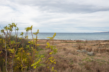 plants near tranquil mediterranean sea against sky with clouds