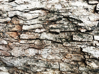 Closeup Old Wooden Pattern Texture