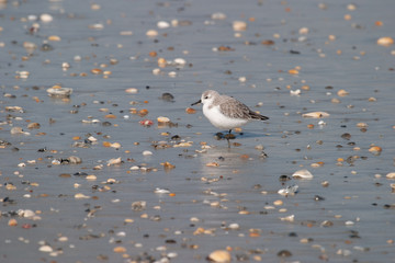 Small Sanderling Shore Bird Sea Bird wading on a rocky beach in Florida
