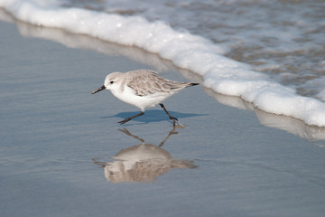 Sanderling Sea Bird Shore Bird wading on a beach in Florida with sea foam in background