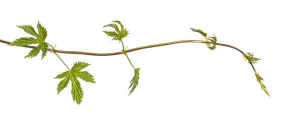 green sprout of hops. on white background