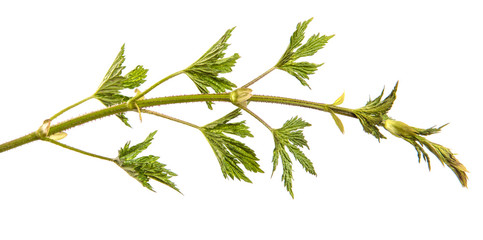 green sprout of hops. on white background