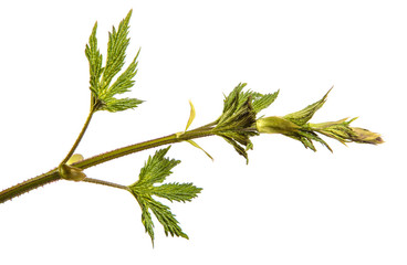 green sprout of hops. on white background