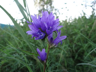 purple crocus flower