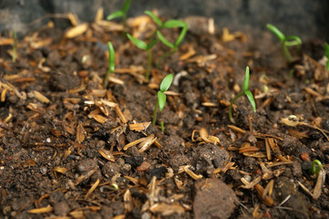 Cayenne pepper sprouts and in polybag. Selective focus. 