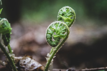paproć © Bartłomiej Kosmatko