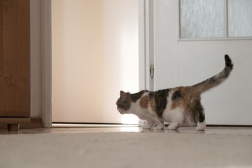 A small cat is walking around an empty new apartment, creeping across the threshold. He is...