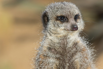 Meerkat face in close-up. Animal minds.