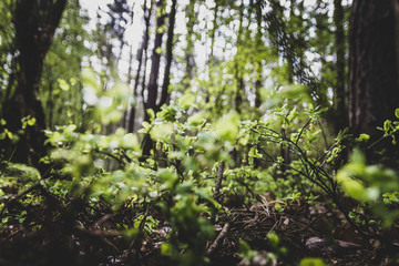 Las i jagody © Bartłomiej Kosmatko