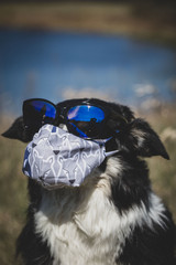 pies w masce ochronnej © Bartłomiej Kosmatko