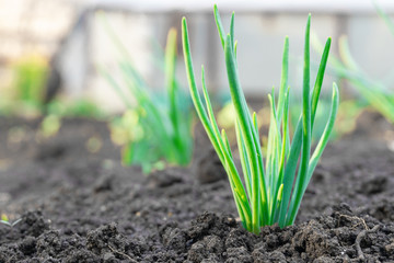 Close up of a plant sprouting from the ground
