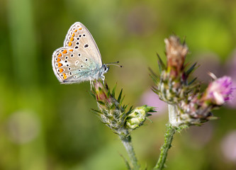 Fototapeta na wymiar Macrophotographie de papillon - Argus bleu céleste - Polyommatus bellargus