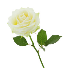 White Rose (Rosaceae) in der Seitenansicht, isolated on white background including clipping path.