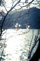 湖畔の桜