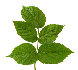 Naklejka na ściany i meble raspberry branch with green leaves isolated on white background