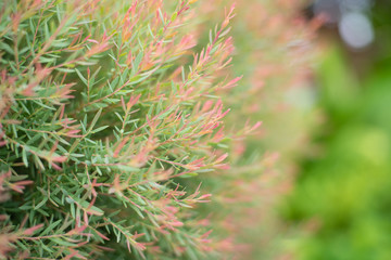 Fototapeta premium Blur green plants nature background.