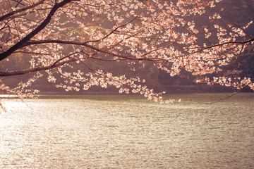 湖畔の桜