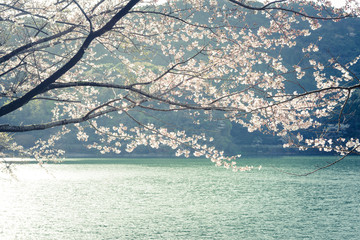 湖畔の桜