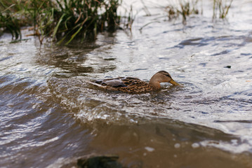 Duck drinking water from the lake. The duck swims in water.