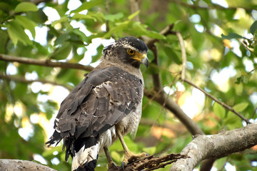 wildlife in Jim corbett tiger reserve forest