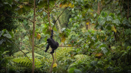 Wild mountain gorilla in the nature habitat. Very rare and endangered animal close up. African wildlife.Big and charismatic creature. Mountain gorillas. Gorilla beringei beringei. - obrazy, fototapety, plakaty