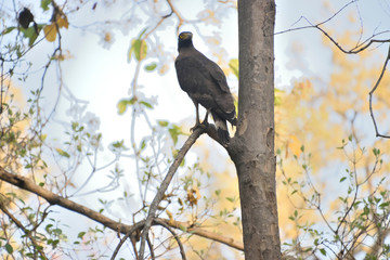 wildlife in Jim corbett tiger reserve forest