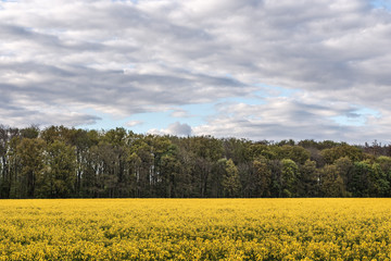 Obraz premium rapeseed field in spring