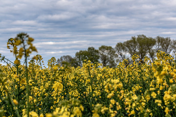 field of yellow flowers