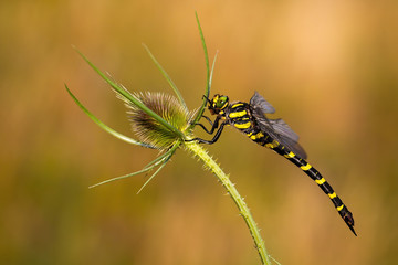 Big golden ringed dragonfly, cordulegaster boltonii, sitting on green plant with spikes in summer at sunset. Insect from side view in nature. Wildlife scenery.