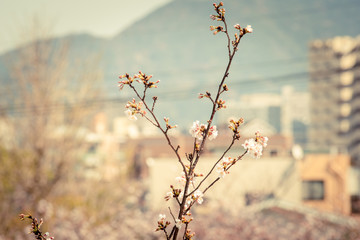 桜