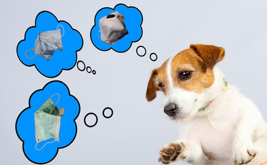 Dreams Jack Russell Terrier about masks for protection against coronovirus. The concept of...