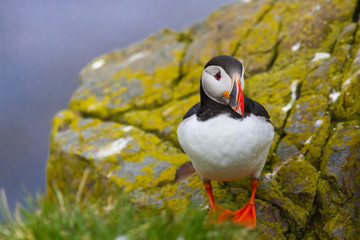 Papageitaucher (Fratercula arctica) in Island