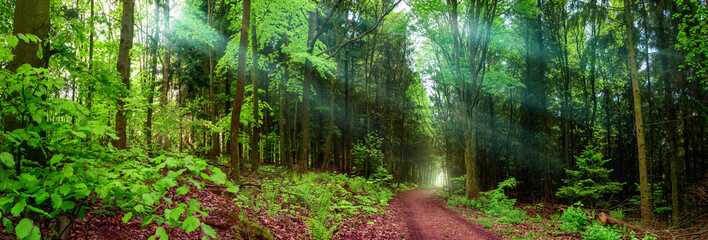 Panoramic forest landscape shot, with a path and rays of soft light falling through wafts of mist, framed by lush green foliage 