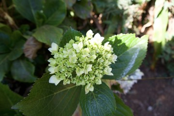 Flower in the garden 