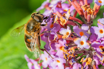 Close-up of a bee which is looking for nectar in the purple flowers of a butterfly bush. Some of the butterfly bush has finished flowering