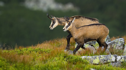 Vital tatra chamois, rupicapra rupicapra tatrica, walking on rocky slope in high altitude in summer nature. Two active mammals with horns going in mountains with copy space and blurred background.