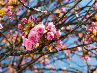 Kirschblüten
