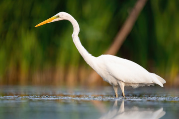Alert great egret,ardea alba, hunting in natural environment of wetlands in summer. Attentive wild bird with long yellow beak and white feathers standing in water from side view.