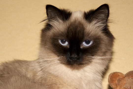 long-haired cat of the Neva masquerade breed