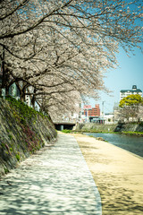 河川の桜